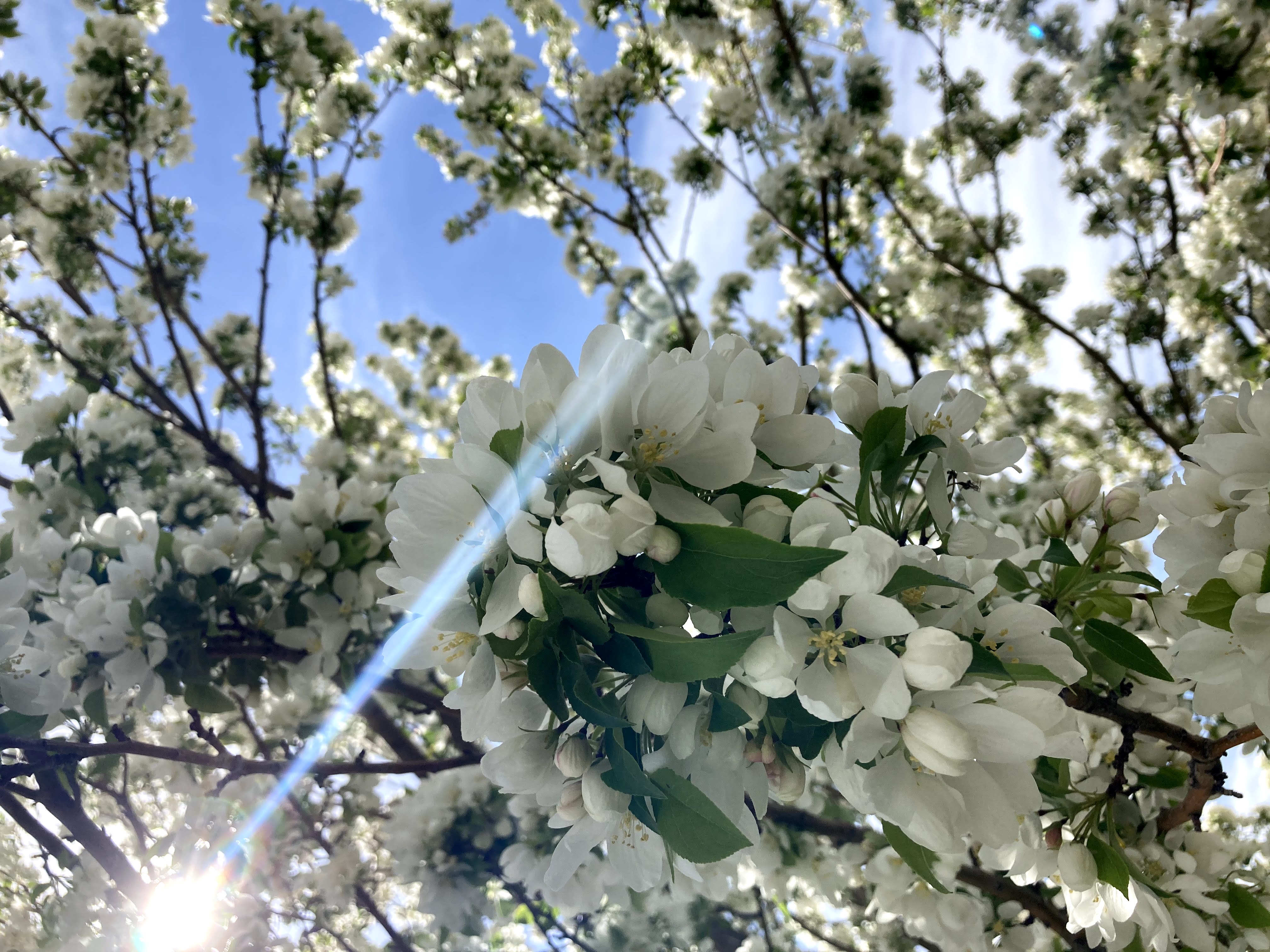 Picture Jaeda took of white flowers